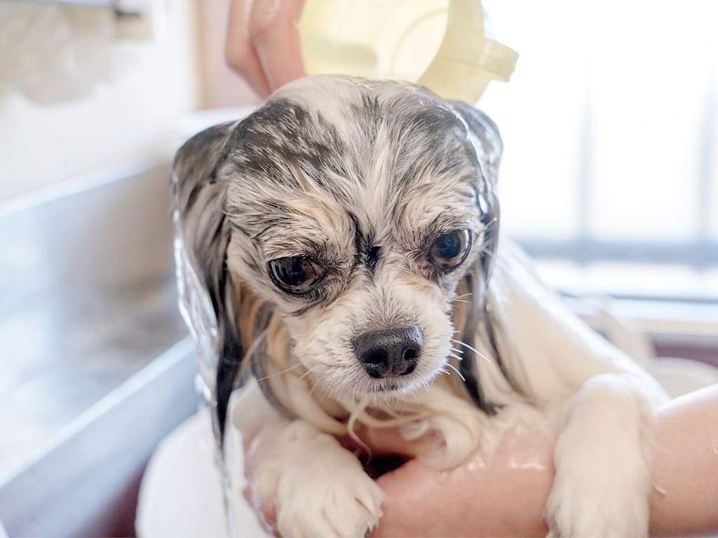 水素浴で愛犬をトータルサポート